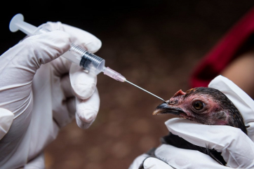Эксперт назвал главные риски для заноса болезней птиц на предприятия